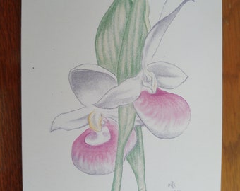 Lady slippers orchid