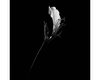 Amaryllis Flower #6 - beauty simple flora, captured light and romance