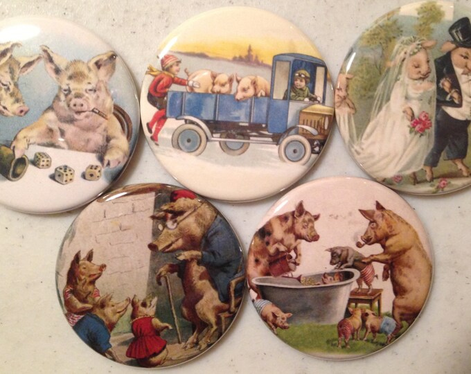 5 Pig Fridge magnets or pinbacks SET 2 w/Vintage pictures Pigs, hogs, 1.5 inch