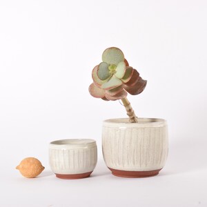 May include: Two ceramic planters, one large and one small, with a textured, vertical-line design in cream. The planters have a terracotta-colored base. A succulent plant with green and reddish-brown leaves is in the larger planter.