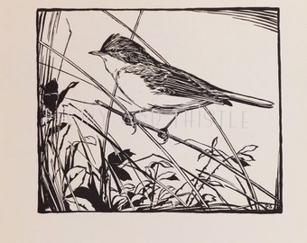 Whitethroat Vintage Bird Print, Black and White Picture of birds, Art, Unframed Picture, Bird Image