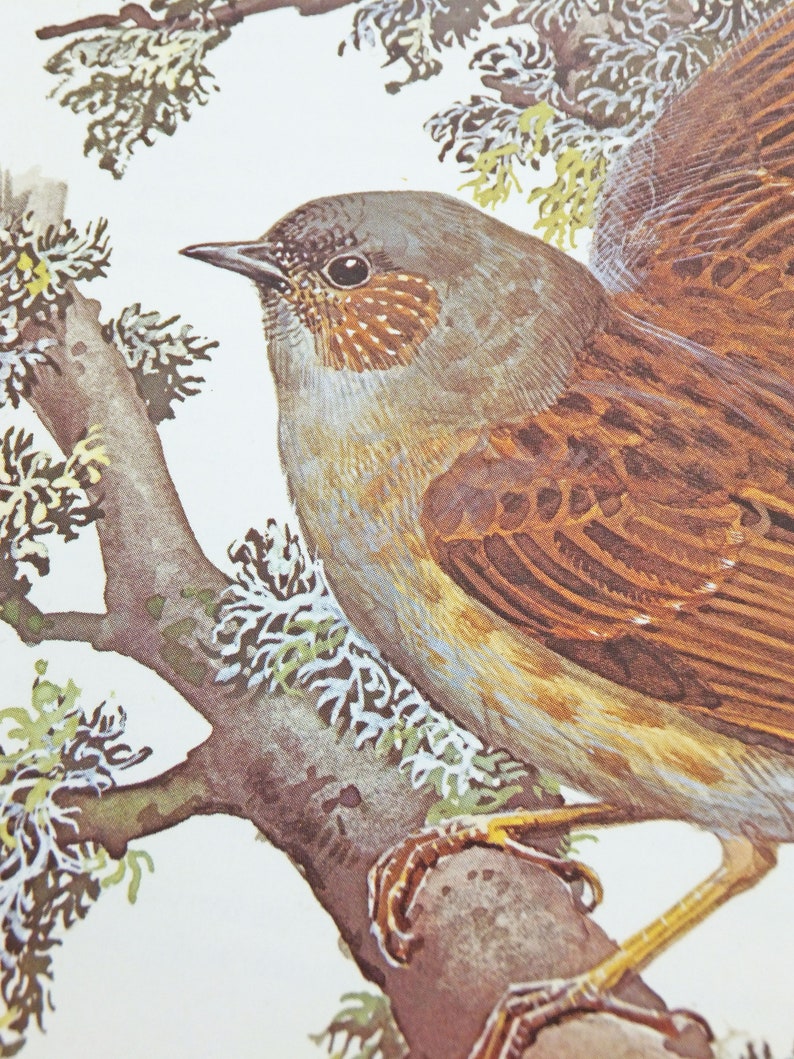 Vintage Bird Print Picture of birds Bird artwork Etsy