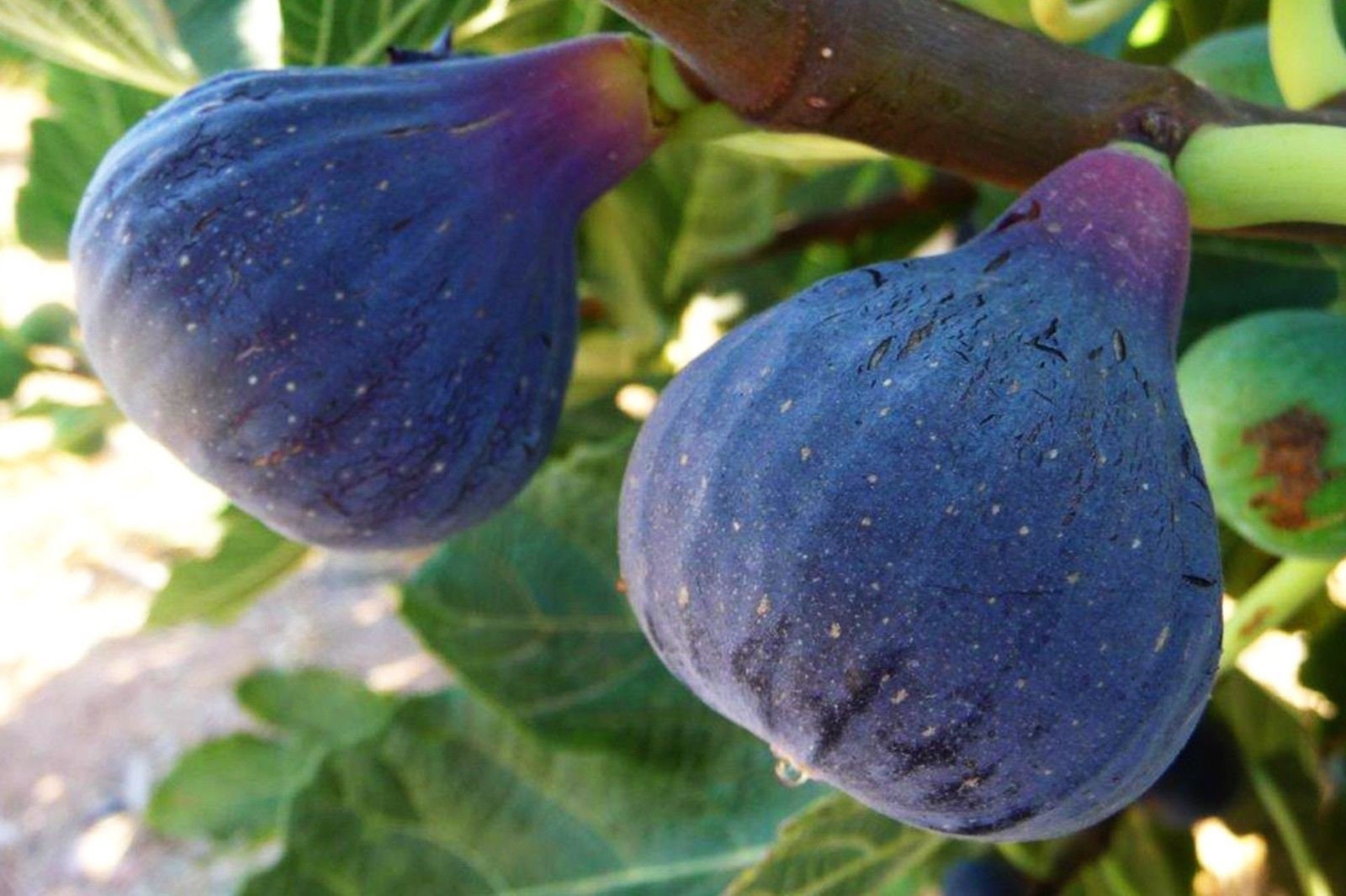 3x cuttings BLACK FIG From MADEIRA Fig Varieties From Madeira