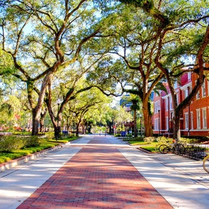 University of Florida Canopy Row Bikes Gainesville College Graduation Gift Home Wall Art Print Campus Architecture Building UF Gator Gift