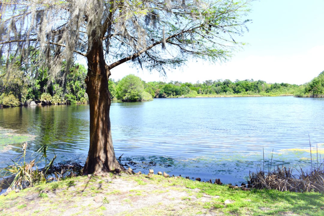 University of Florida Lake Alice UF Gator Campus Gainesville College