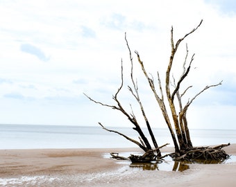 Boneyard Beach Inlet Tree Driftwood Jacksonville Florida Photo Art Print Watercolor Coastal Travel House Gift Ocean Decor Landscape Dune GA