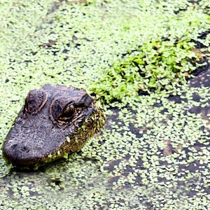 Alligator Sweetwater Preserve University Florida Gainesville Watercolor Art Print Nature Landscape Animal Portrait Photography Reptile Gift