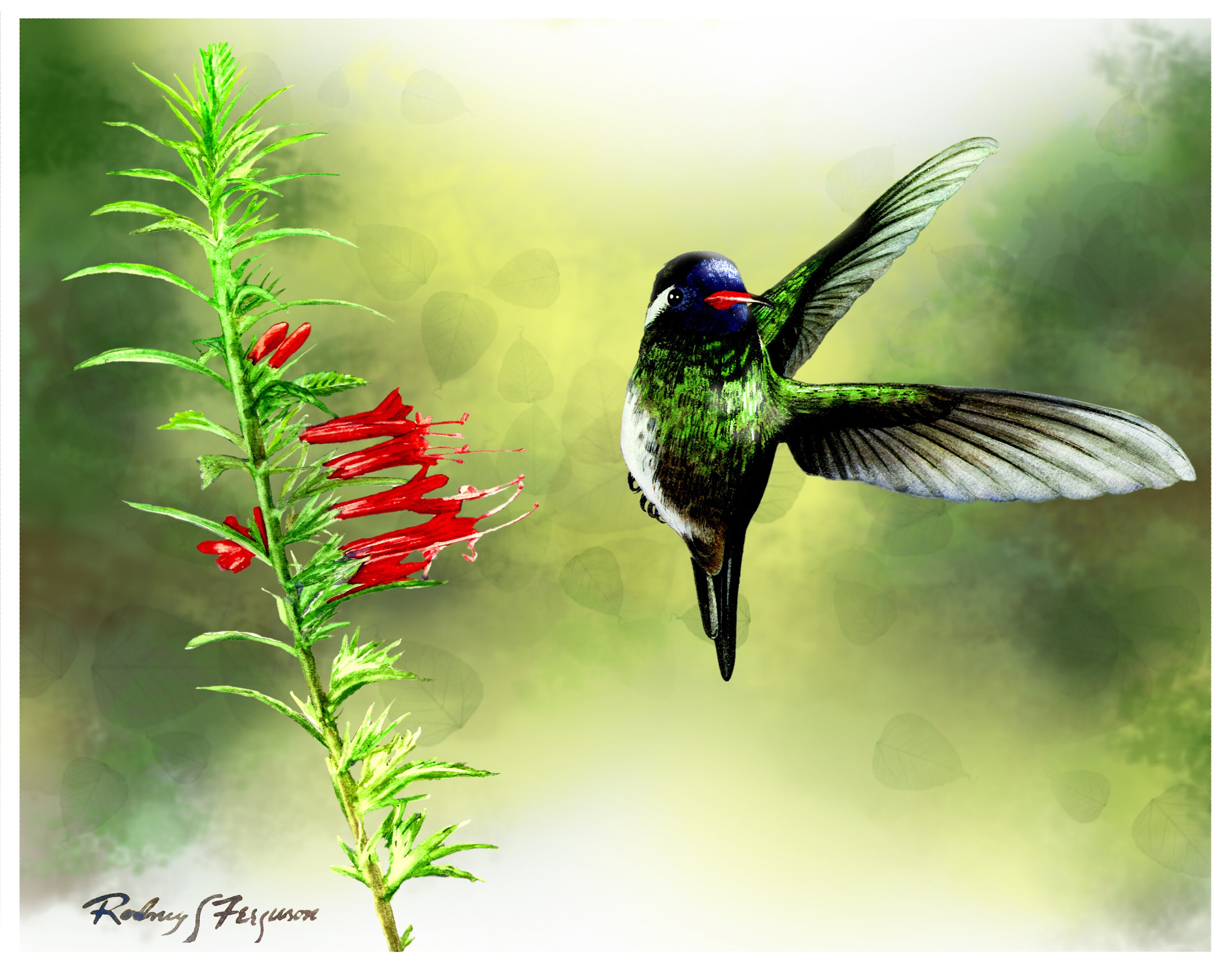 White Eared Art Print Of Hummingbird Wall Decor Picture For Gift for Mom And Gift For Dad Of Hummingbird Art Print for Friend bird lover