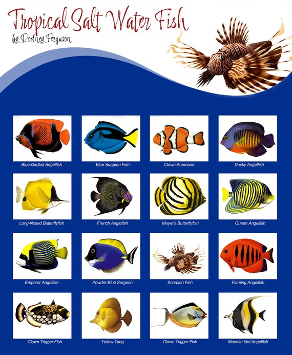 Tropical Salt-water Fish Note Cards for Christmas Gift Giving of