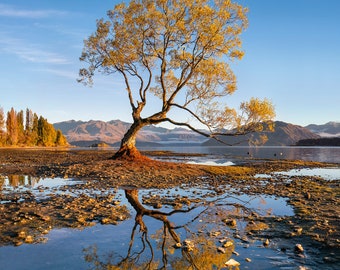 Wanaka Tree Print: New Zealand Photography, Lake Wanaka Art