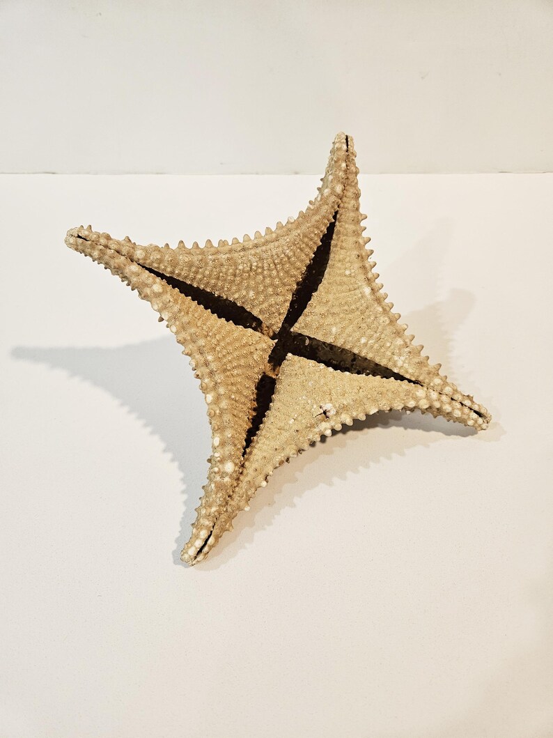 Extremely RARE 4 Point Starfish - Large Dried Raised Starfish 9