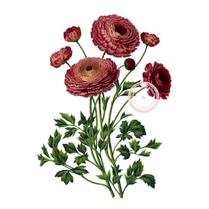 Turban Ranunculus Clip Art- Persian Buttercup Vintage Clipart- Floral Botanical Illustration- Printable art- Png- Instant Download- (VF-030)