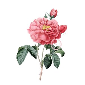 Flower Clip Art- Vintage Floral Clipart- Rose of Orleans- Botanical Illustration- Printable- Png- Instant Download- (VF-008)