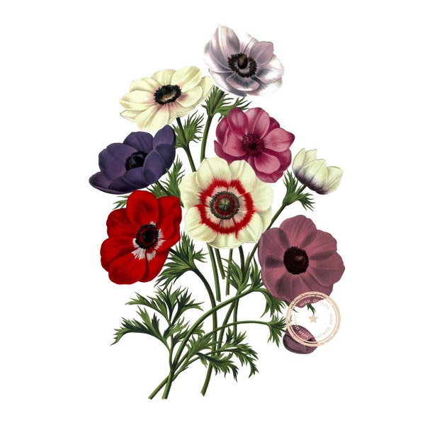 Anemones Flower Clip Art- Vintage Clipart- Floral Bouquet- Botanical Illustration- Printable art- Png- Instant Download- (VF-016)