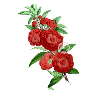 Red Camellia Flower Clip Art- Vintage Floral Clipart- Plant Art- Botanical art- Printable art- Png- Instant Download- (VF-055)