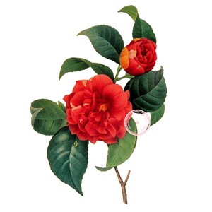 Red Camellia Clip Art- Vintage Floral Clipart-Purple Flower- Botanical art- Printable art- Png- Instant Download- (VF-058)