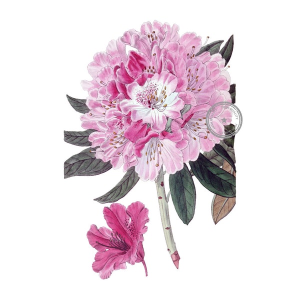 Pink Rhododendron Clip Art- Vintage Floral Clipart- Flower Art- Plant Art- Botanical art- Printable art- Png- Instant Download- (VF-053)