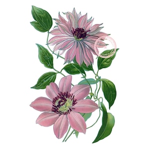 Clematis Flower Clip Art- Floral Clipart- Botanical Illustration- Plant art- Printable art- Png- Instant Download- (VF-040)