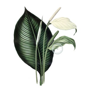 Peace Lily Clip Art- Vintage Floral Clipart- Flower Illustration- Plant Art- Botanical art- Printable art- Png- Instant Download- (VF-052)