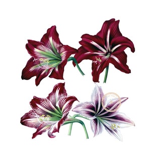 Amaryllis Flower Clip Art- Vintage Clipart- Floral Botanical Illustration- Printable art- Png- Instant Download- (VF-015)