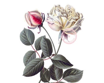 Gloire de Dijon hybride Tea Rose Clip Art - Floral Clipart - botanische illustratie - Plant kunst-printbaar kunst - Png - Instant Download - (VF-041)