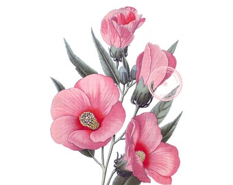 Hibiscus Rosa Clip Art- Vintage Floral Clipart- Botanical Illustration- Plant art- Printable art- Png- Instant Download- (VF-043)