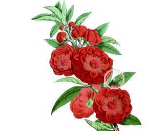 Rojo Camelia flor Clip Art - Vintage Floral Clipart - planta arte - Botanical art arte-imprimible - Png - instantánea descargar - (VF-055)