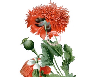 Opium Poppy Clip Art- Vintage Floral Clipart- Botanical Illustration- Plant art- Printable art- Png- Instant Download- (VF-044)
