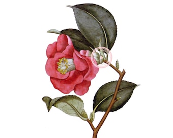 Rosa rosa Camelia flor Clip Art - Vintage Floral Clipart - planta arte - Botanical art arte-imprimible - Png - instantánea descargar - (VF-054)