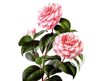 Camellia Miss Minnie Merritt Clip Art- Clipart floral- Ilustración botánica- Arte vegetal- Arte imprimible- Png- Descarga instantánea- (VF-037)