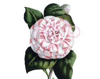 Camelia Condesa de Derby Clip Art- Vintage Floral Clipart- Arte botánico- Arte imprimible- Png- Descarga instantánea- (VF-047)
