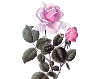 La Frankrijk hybride Tea Rose Clip Art - roze bloemen Clipart - botanische illustratie - Plant kunst-printbaar kunst - Png - Instant Download - (VF-042)