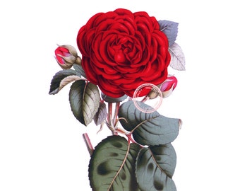 Red Rose Clip Art- Vintage Floral Clipart- Flower Illustration- Plant Art- Botanical art- Printable art- Png- Instant Download- (VF-050)