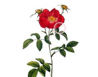 Rose Flower Clip Art- Vintage Floral Clipart-Purple Flower- Botanical art- Printable art- Png- Instant Download- (VF-060)