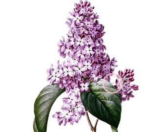 Lilacs Flower Clip Art- Vintage Floral Clipart-Purple Flower- Botanical art- Printable art- Png- Instant Download- (VF-057)