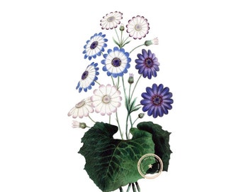 Flower Clipart- Vintage Botanical Illustration- Floral Clip Art- Digital file- Png- Instant Download- (VF-001)
