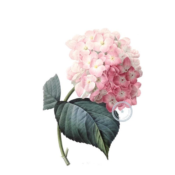 Pink Hydrangea Clipart- Vintage Botanical Art- Floral Clip Art- Redoute Illustration- Printable file- Png- Instant Download- (VF-004)