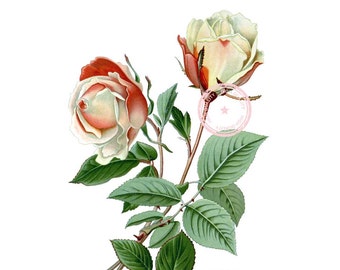 Safrano Tea Rose Clip Art - Vintage bloemen Clipart - botanische illustratie - Plant kunst-printbaar kunst - Png - Instant Download - (VF-045)