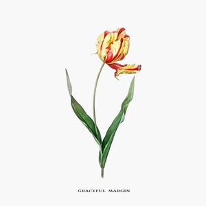 Vintage Clip Art, Tulip Tulpe, florale botanische Illustration, druckbare Kunst, Png, Instant Download, Scrapbook Clipart