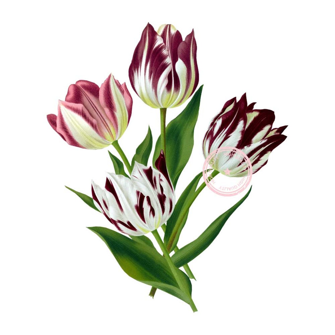 Tulips Clip Art Flower Clipart Floral Clipart Botanical Illustration ...