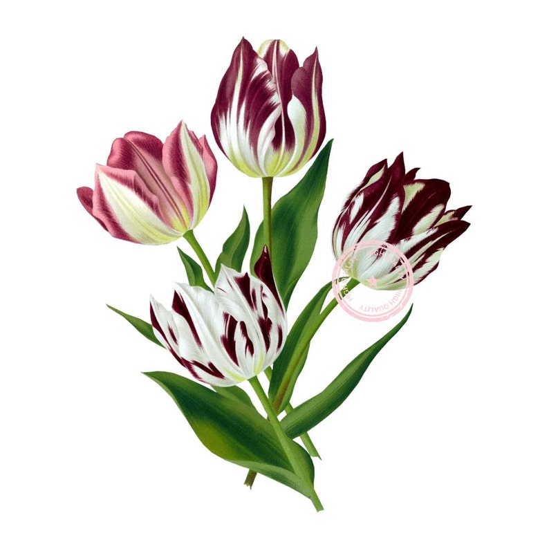 Tulips Clip Art Flower Clipart Floral Clipart Botanical - Etsy