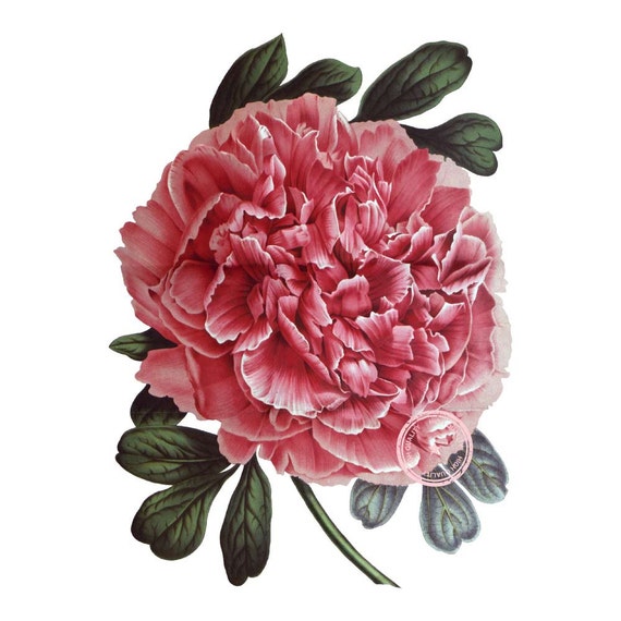 Tree Peony Flower Clip Art Vintage Floral Clipart Plant Art | Etsy