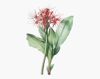 植物のイラスト、花のクリップアート「スズラン」デジタルダウンロード