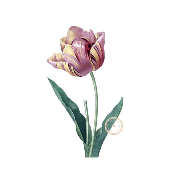 Tulip Clipart- Flower Botanical Illustration- Floral Clip Art- Gold Tulip- Digital Printable file- Png- Instant Download- (VF-002)