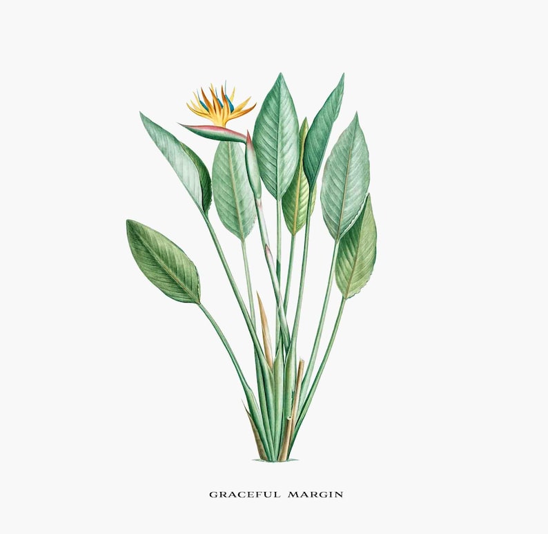 Flower Clip Art Vintage Clip Art Bird of Paradise Crane - Etsy