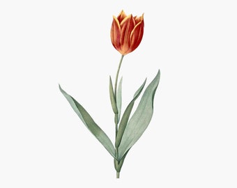 Tulip Flower Clip Art, Vintage Clipart, Floral Botanical Illustration, Printable art, Png, Instant Download, Scrapbooking Clipart