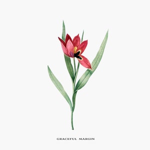 Flower Clip Art, Vintage Clip Art, Agen Tulip, Floral Botanical Illustration, Printable art, Png, Instant Download, Scrapbooking Clipart