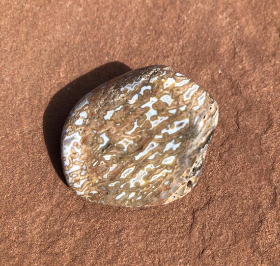 化石恐竜の骨：ジュラ紀 カマラサウルス 122カラット 24.4グラム 38mm