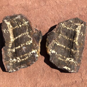 FOSSIELE VARENBLAD Concretie*Neuropteris*Mazon Creek, Illinois*1959*5 ounces*2 3/4 inch x 2 x 1 in dik
