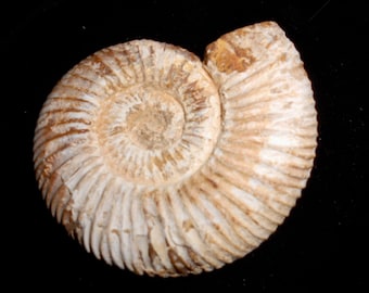 ANCIENT FOSSIL AMMONITE*Madagascar*2 3/4 inch*160 Million years old*Jurassic Age